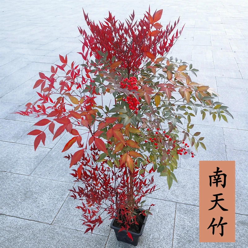花园多头植物南天竹红天竺大花树苗水培火焰结果植物果叶植物耐寒