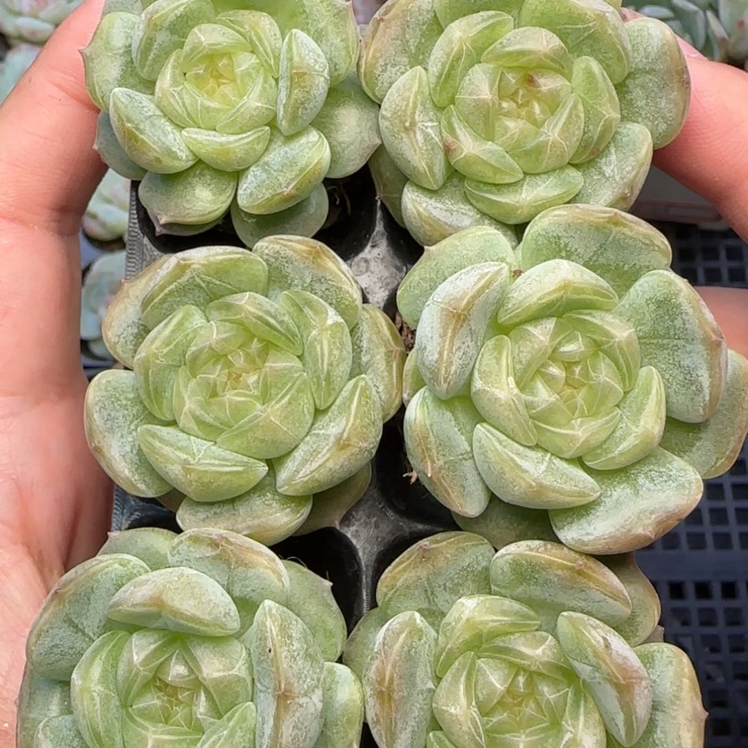 【满39包邮非偏远】435六棵白恋