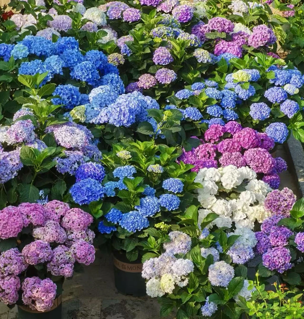 【一盆！！】多品种绣球花（品种任意发）带花苞发货