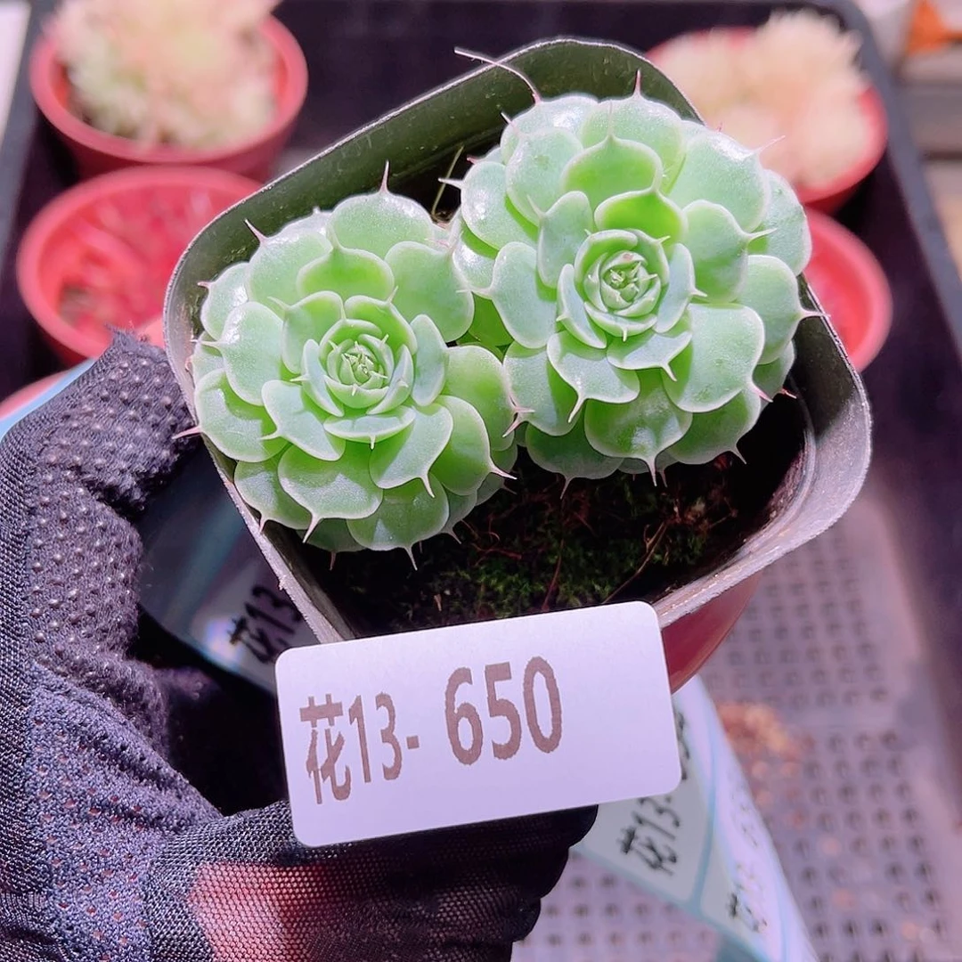 花利美13-650贝尔