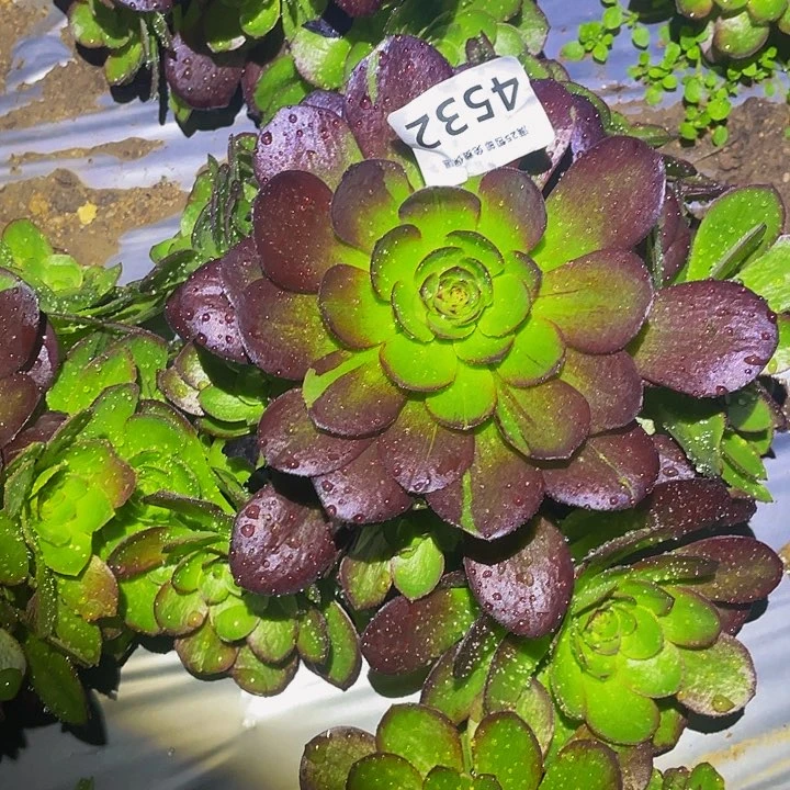 4542黑骑士多肉植物