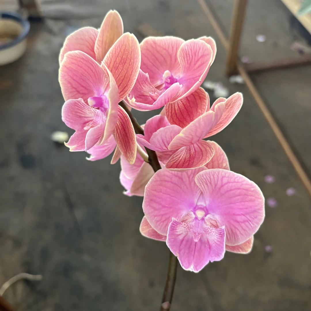 蝴蝶兰——唯美(任意两颗包邮只拍一颗发苗)