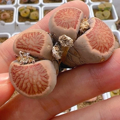 【闪购商品】25932