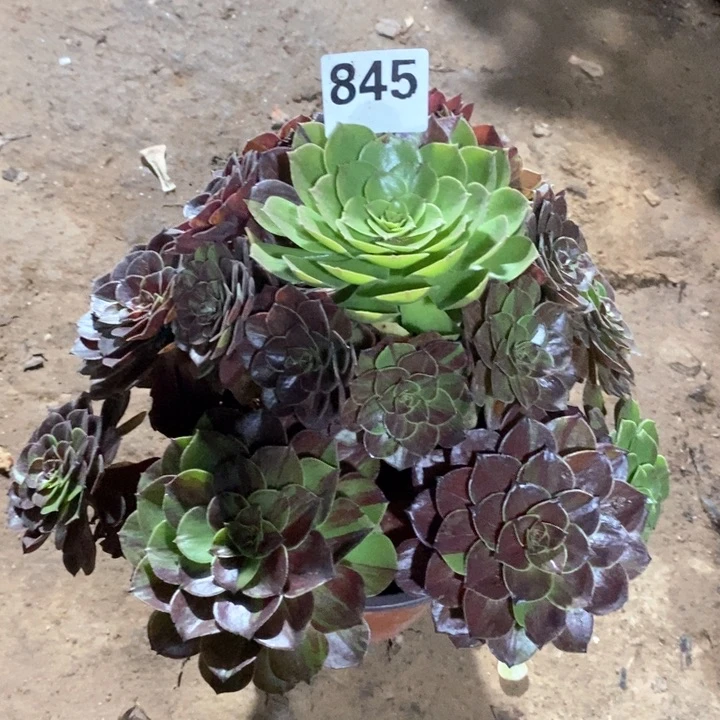 法师一物一拍845