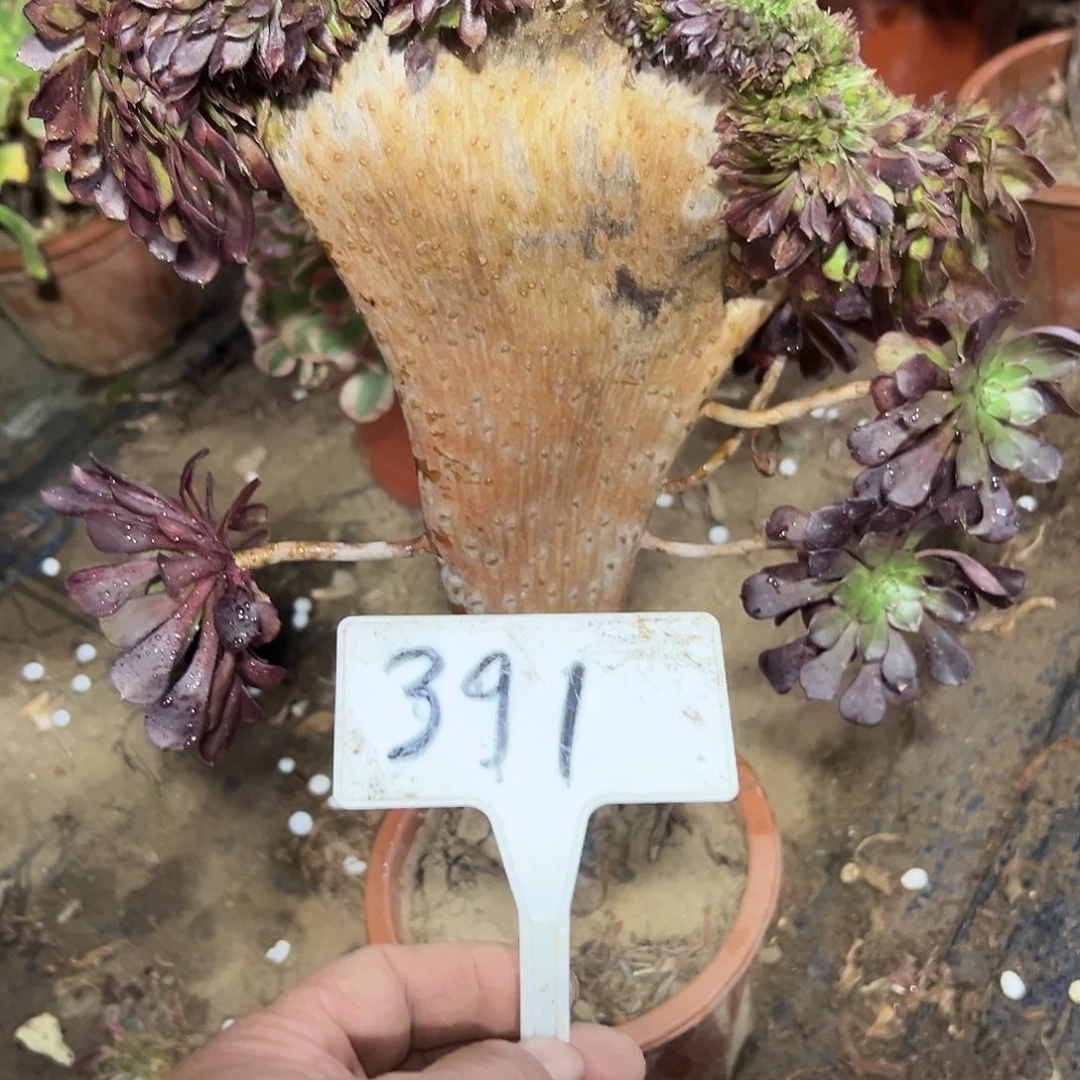顶***呱多肉植物铜壶一体化391