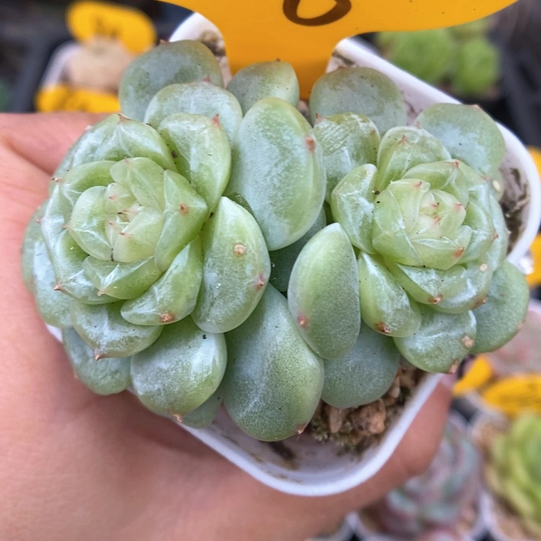 白晶体珍妮806号。