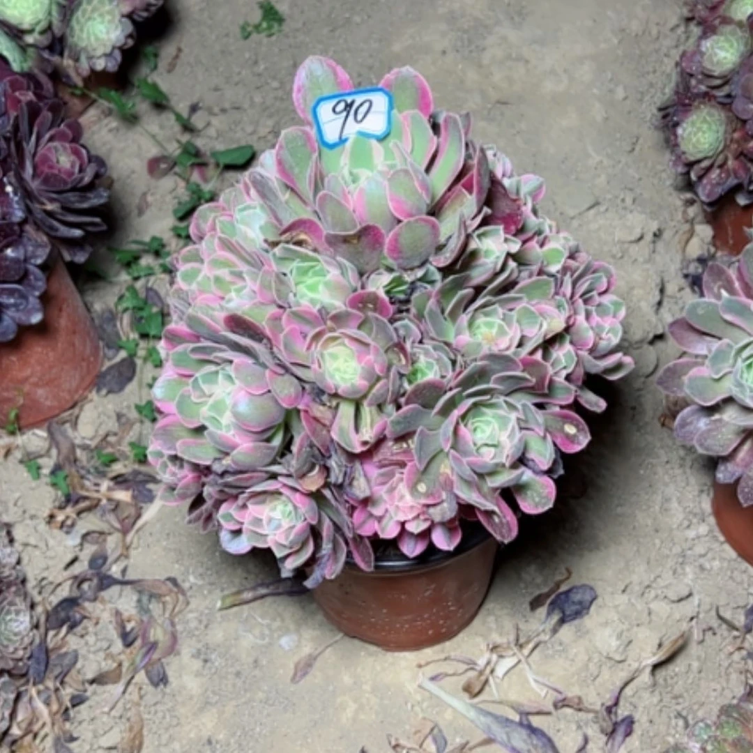 【闪购商品】“****园多肉植物妖月90