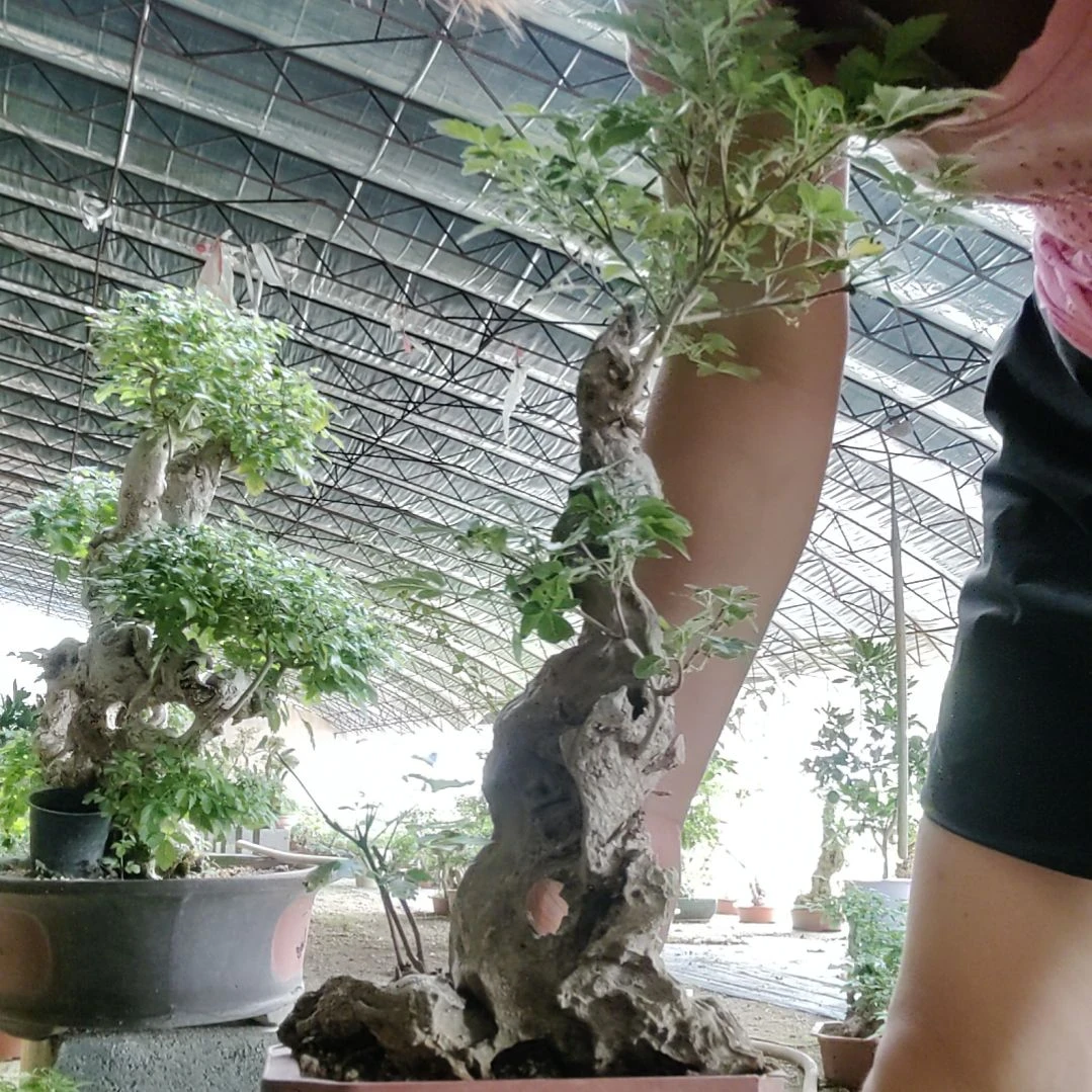 卖***年无花朵黄荆盆景黄荆