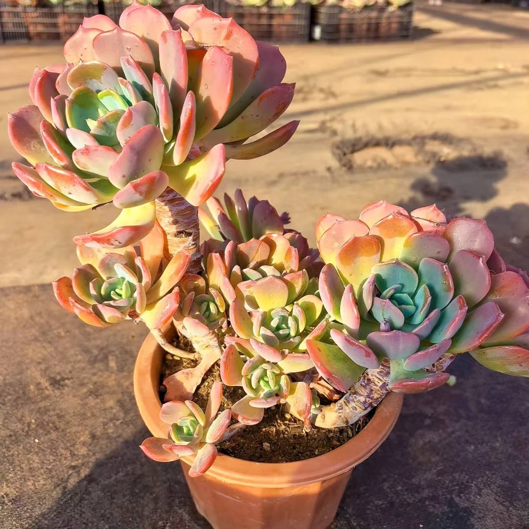 【夕雾】有晒斑 多肉植物 绿植盆栽