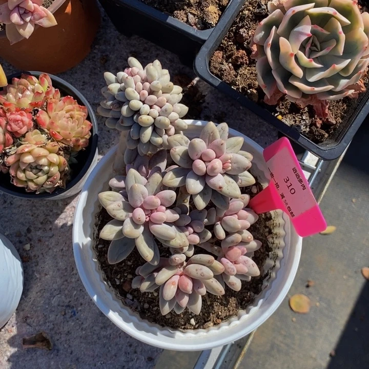 310汤圆叶片有瑕肉肉肉肉