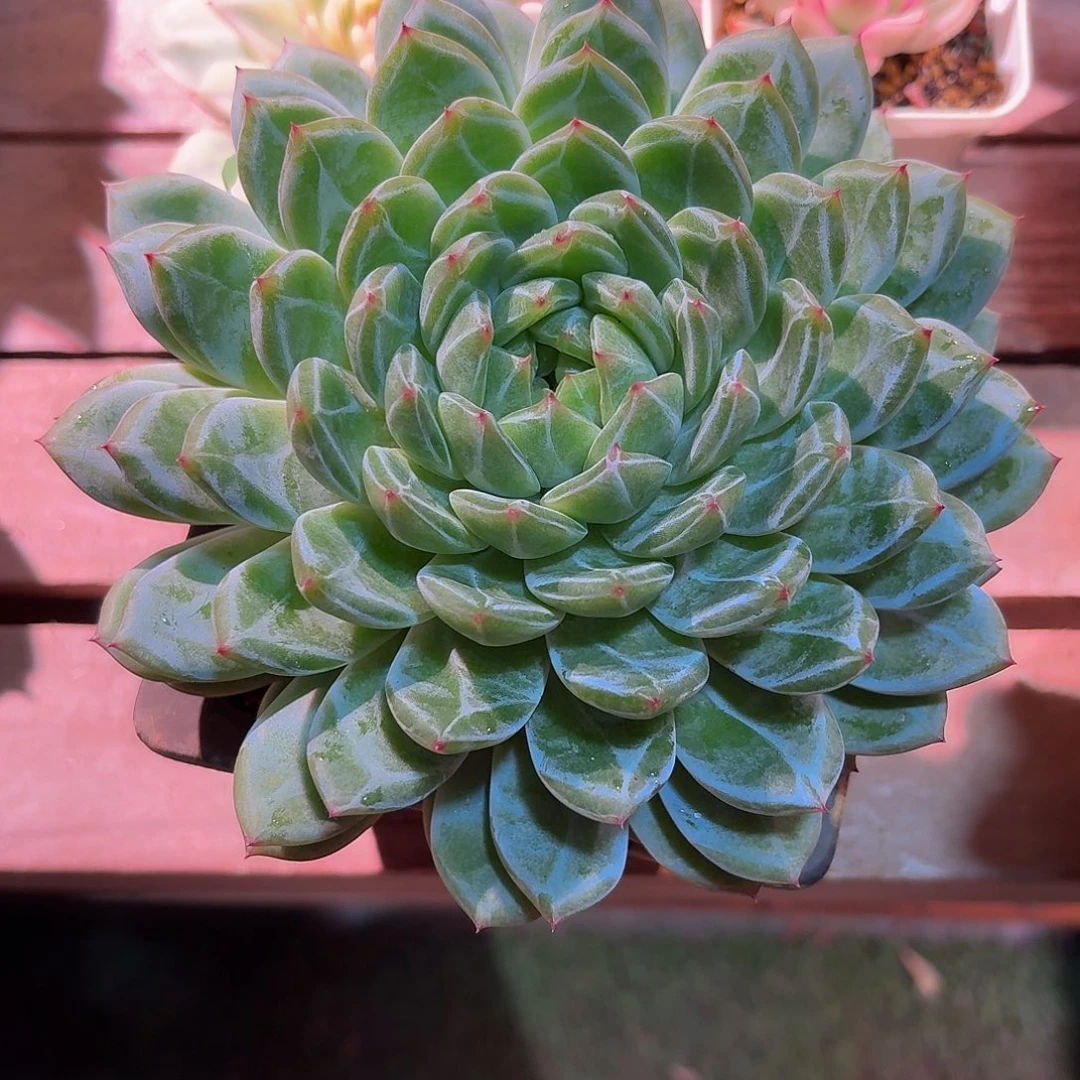 雪花珍妮多肉多肉