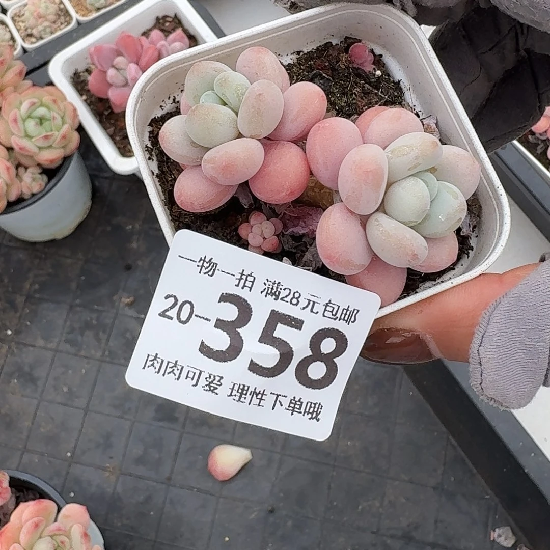 珍妮手指无盆土发货