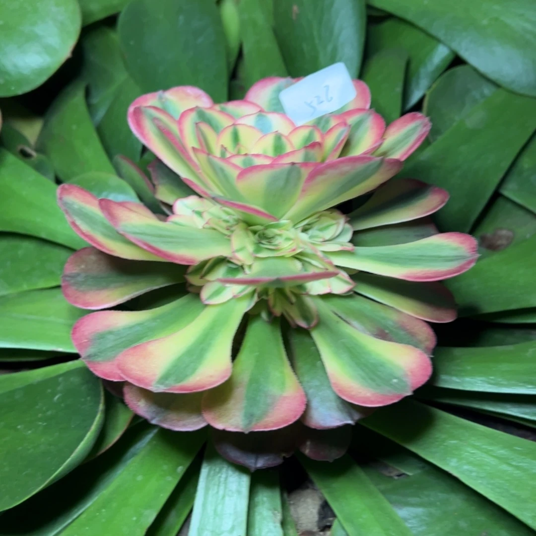 鲜***活526荔枝嫁接多肉嘻嘻嘻