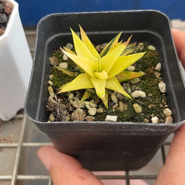 我也不知道我为什么要这样