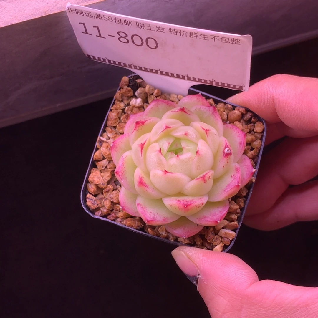 包子边线麦秆58包邮