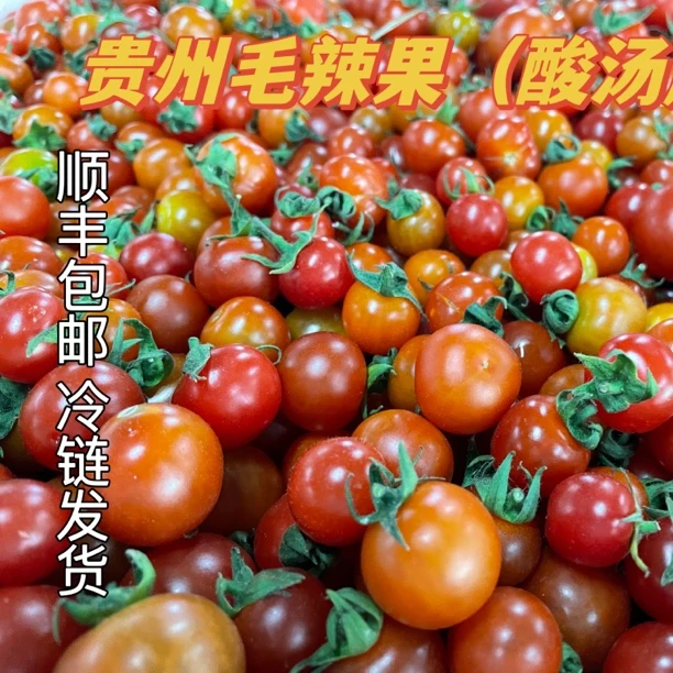 贵州农家新鲜小西红柿水果小番茄酸汤西红柿番茄毛辣果顺丰包邮