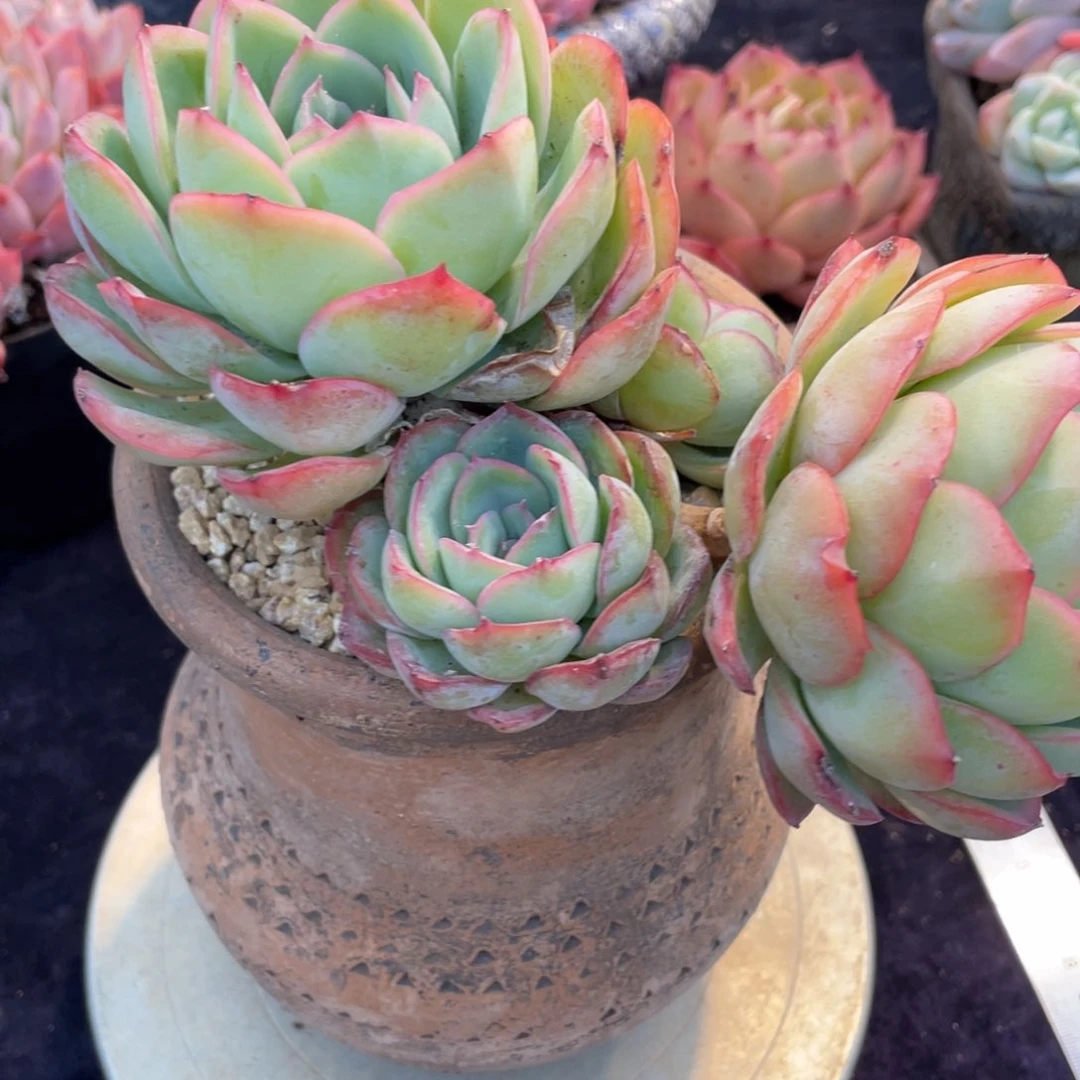 2018晨露群生多肉植物