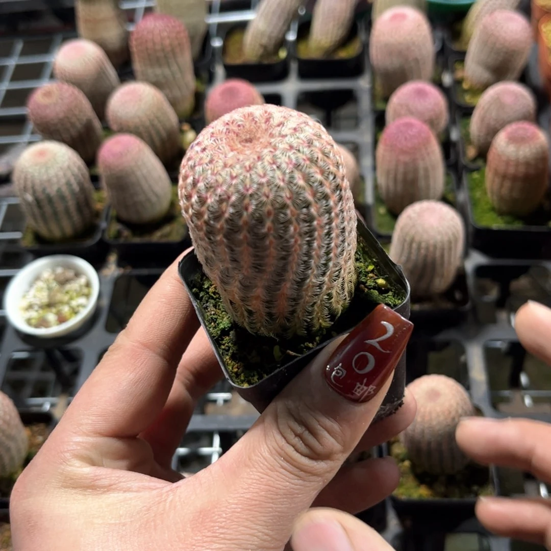 单头红太阳单头发货有根