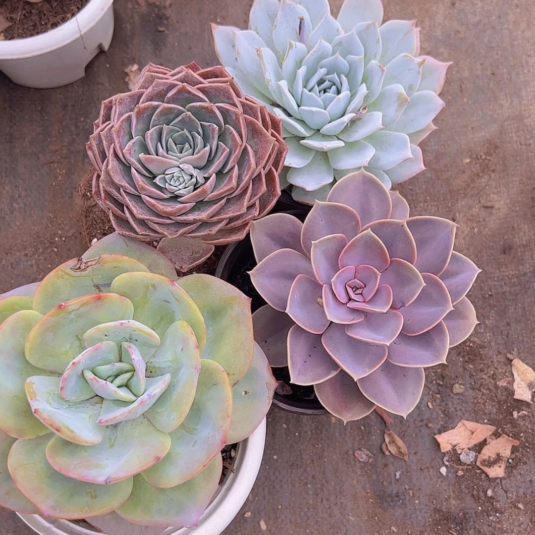 白凤，原始哈利，薄叶蓝鸟，紫丁香各一盆