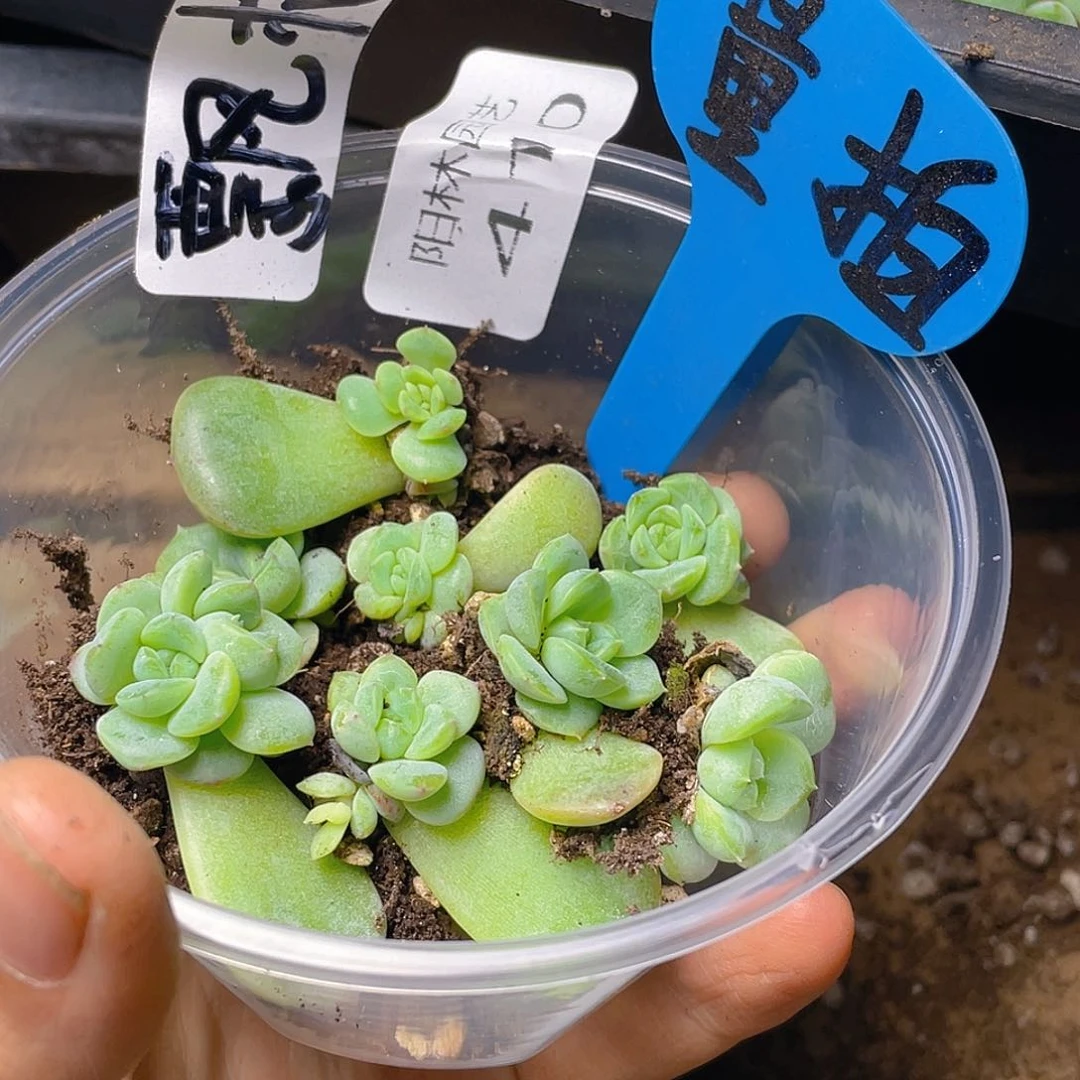 量拍多肉植物多肉植物410
