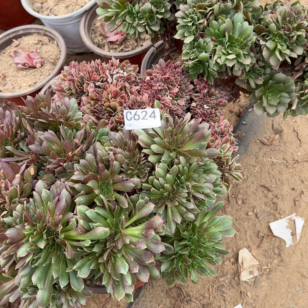 于***子624三颗组合多肉植物