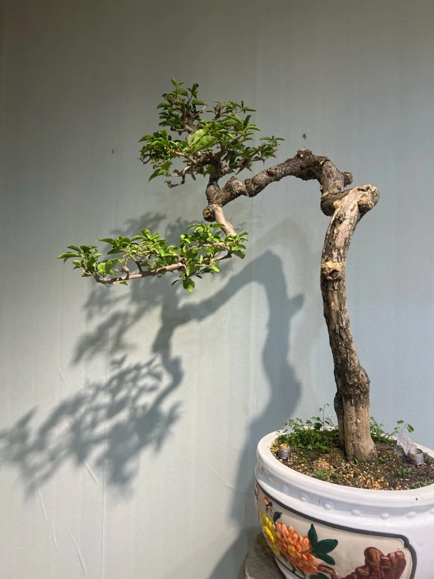精品文人小叶紫三角梅盆景美观实用适合家居装饰