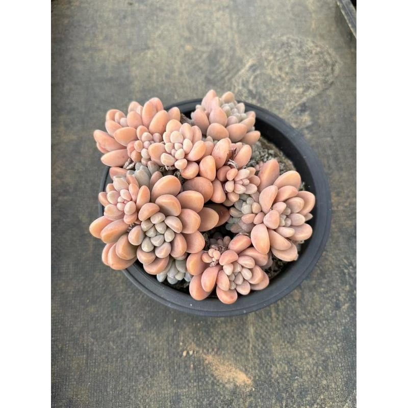 20#印第安香水 前男友精品多肉植物