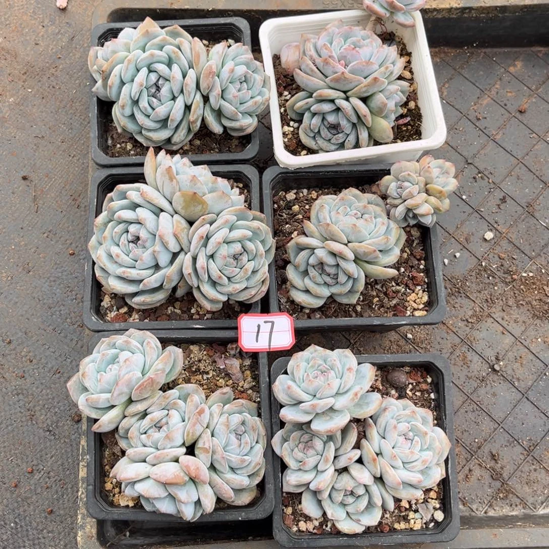 17号新疆西藏内蒙古不包邮