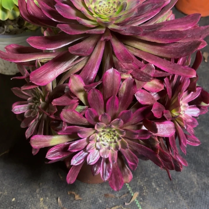 一**⑦瑞妈一物一拍011