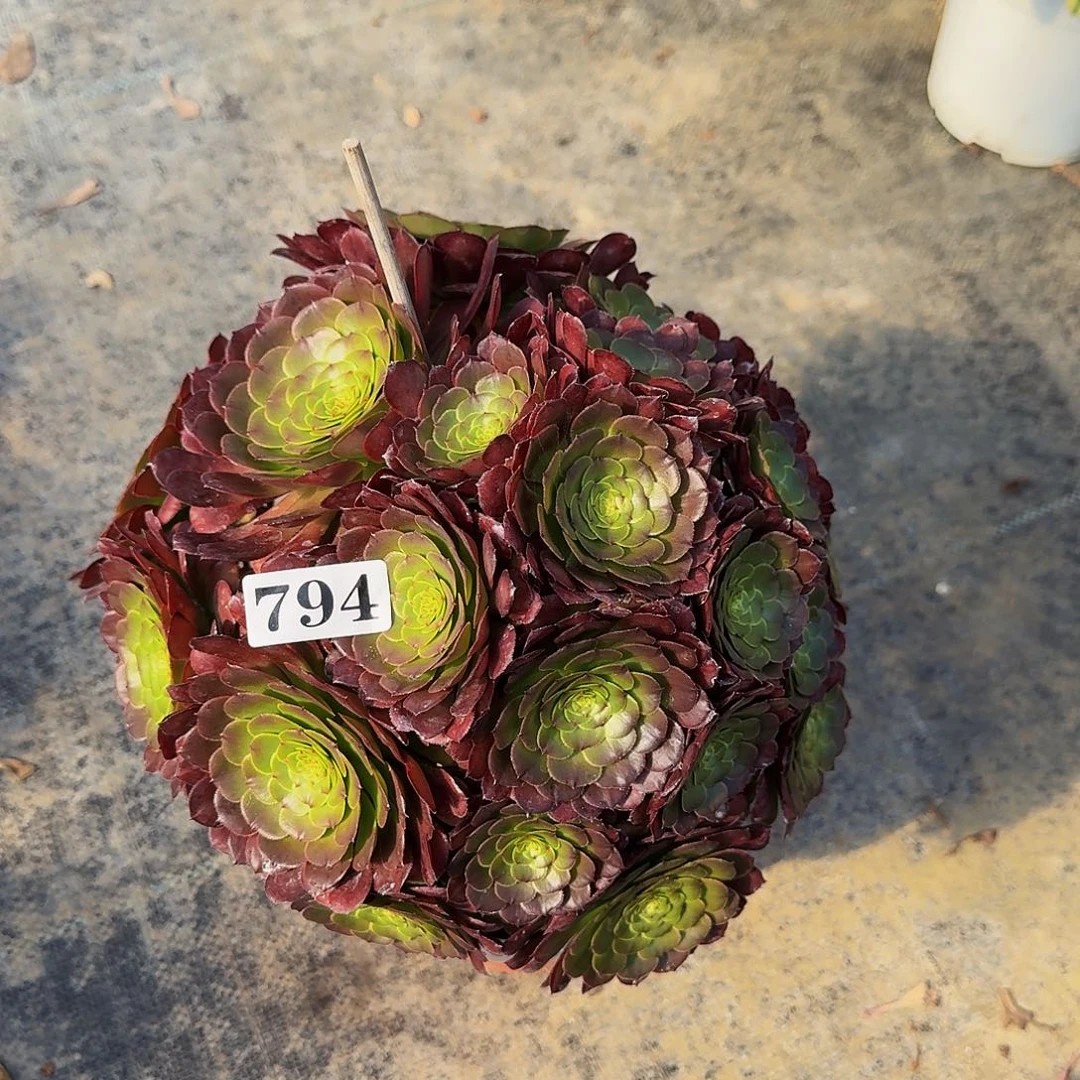 0000794铜玫瑰多肉植物