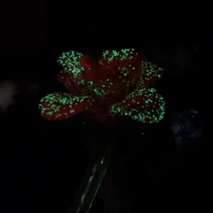 夜光花好看漂亮1支