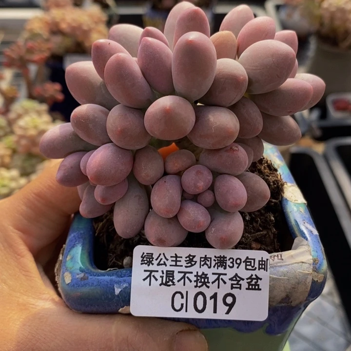 汤圆8cm1019多肉植物