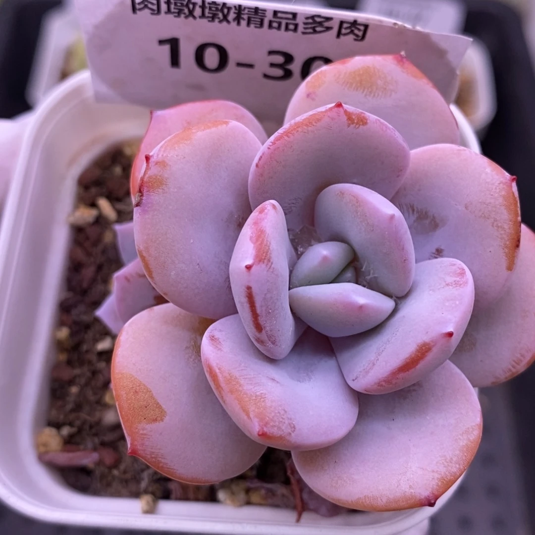 【闪购商品】10-30