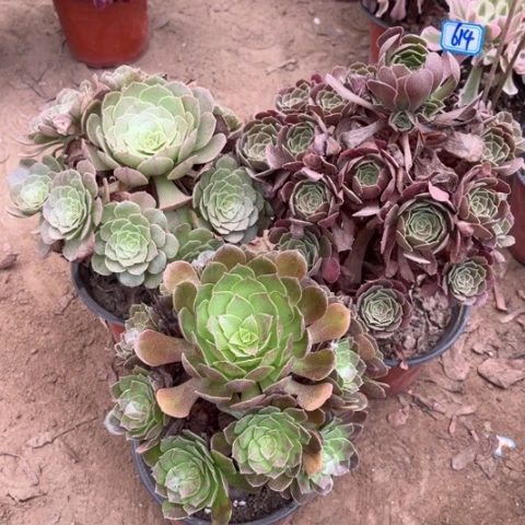 614多肉植物组合，