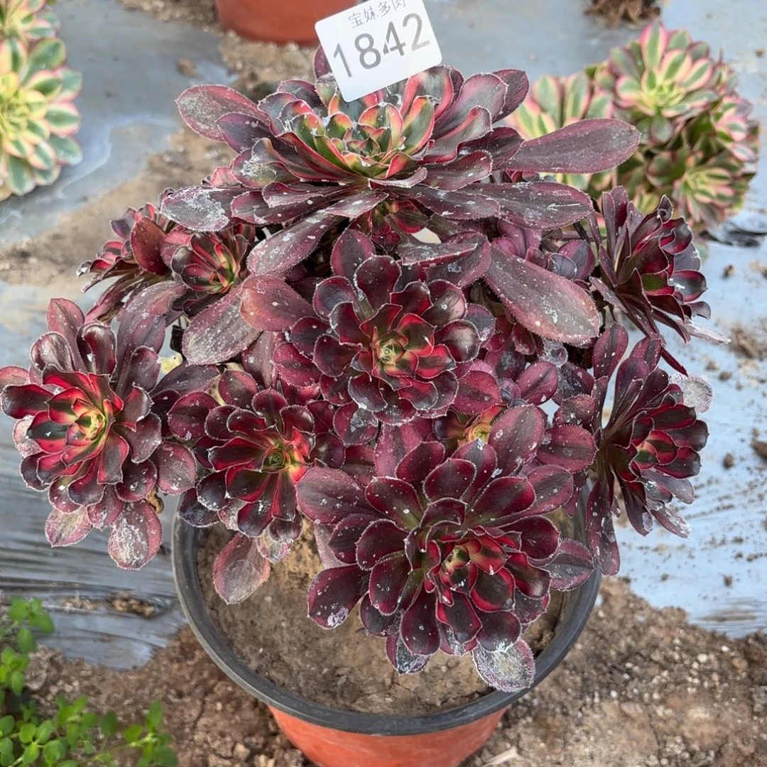 宝***妈香奈儿一物一拍1842一号捧