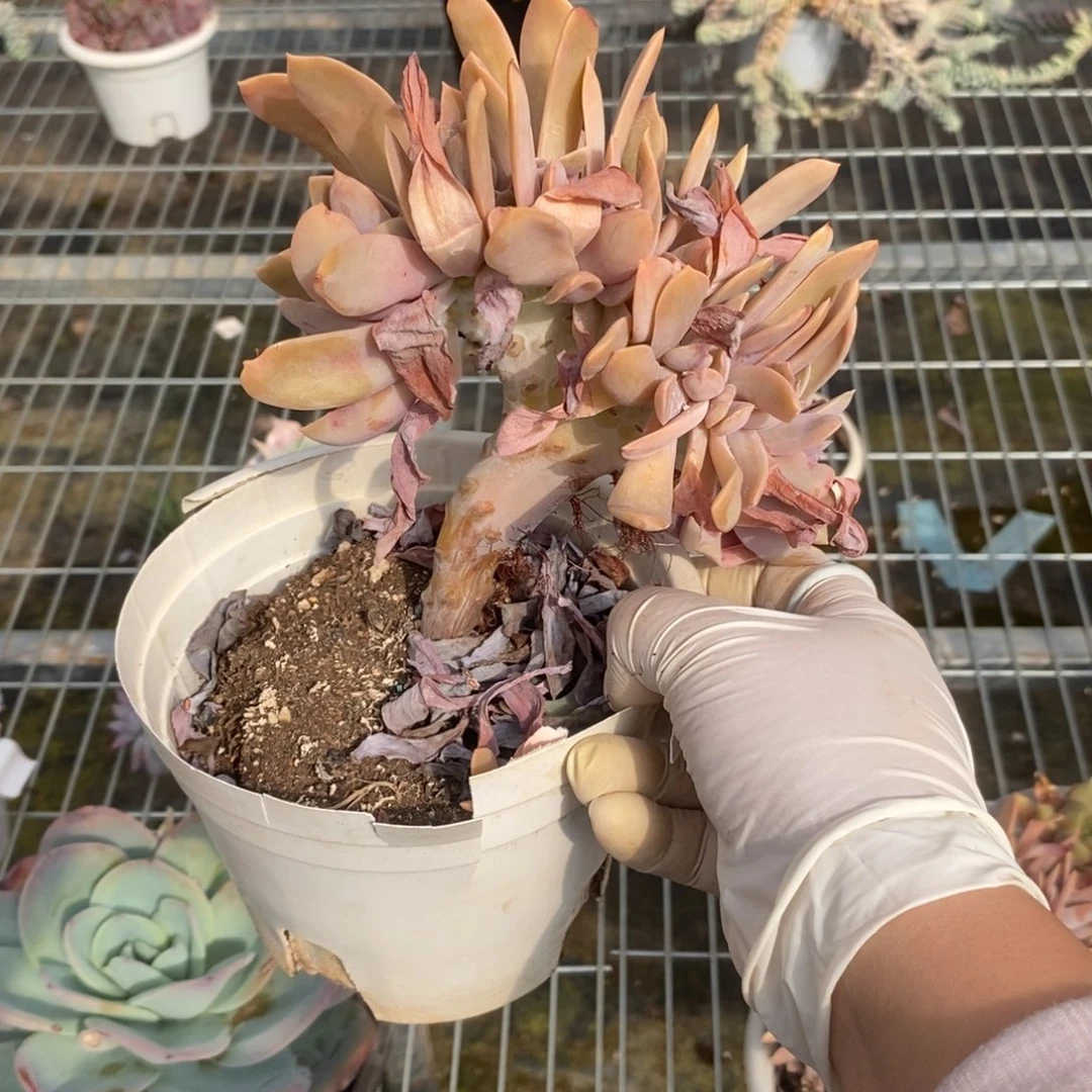 ᨳ***ᐝ5132太妃糖缀化一物一拍