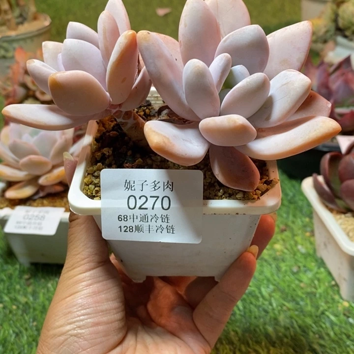 0270 不满68请拍冷链
