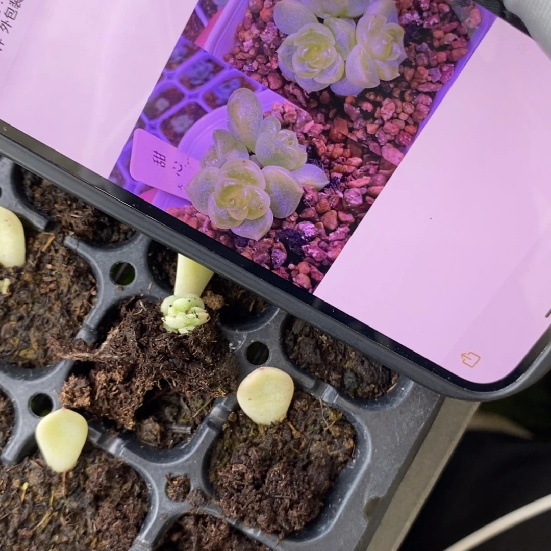 穴盘甜心109大宁芽苗一个多肉