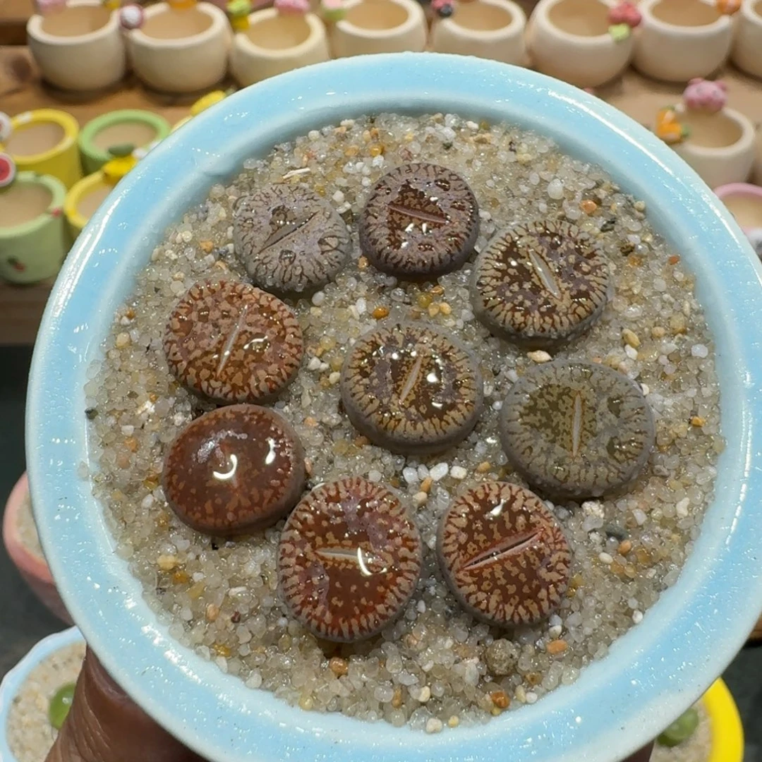 蘑菇1328流水日轮多肉植物