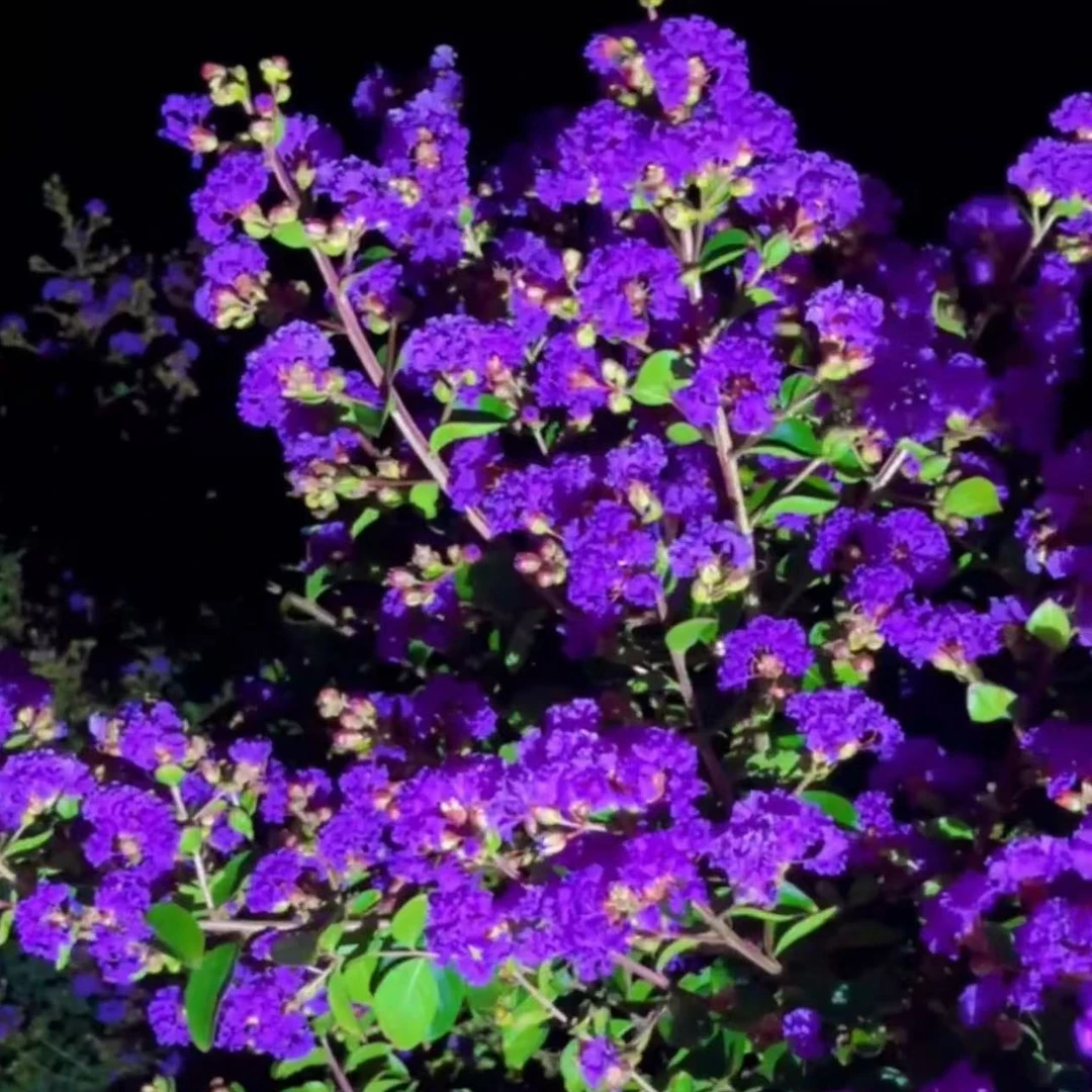 紫花独杆紫薇多年生花量大花期长耐热耐寒适合阳台庭院花园种植