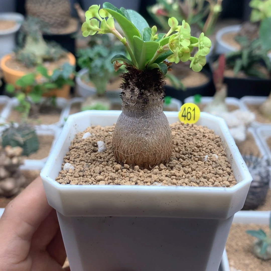 象鼻大戟带盆多肉