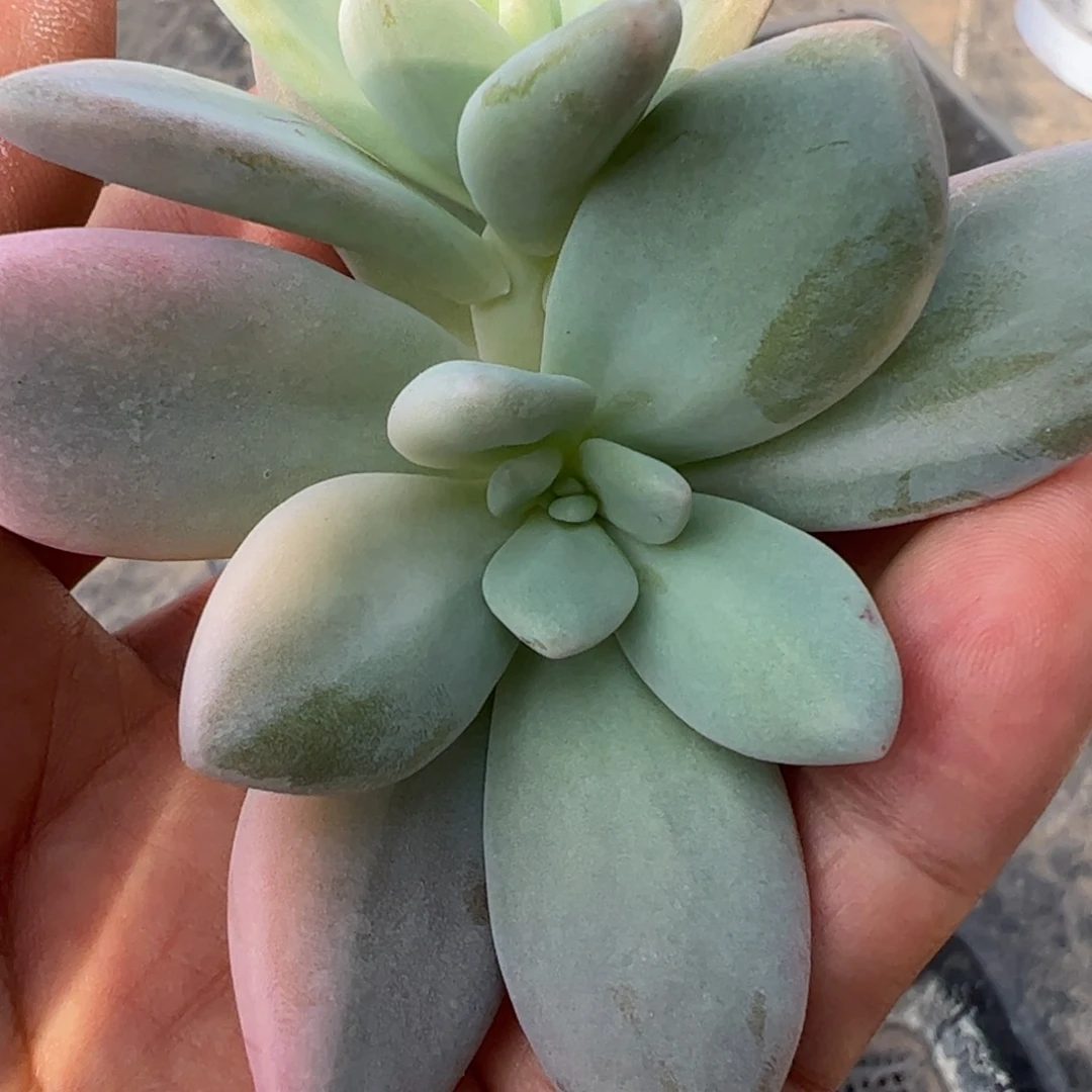 随**起多肉植物多肉植物