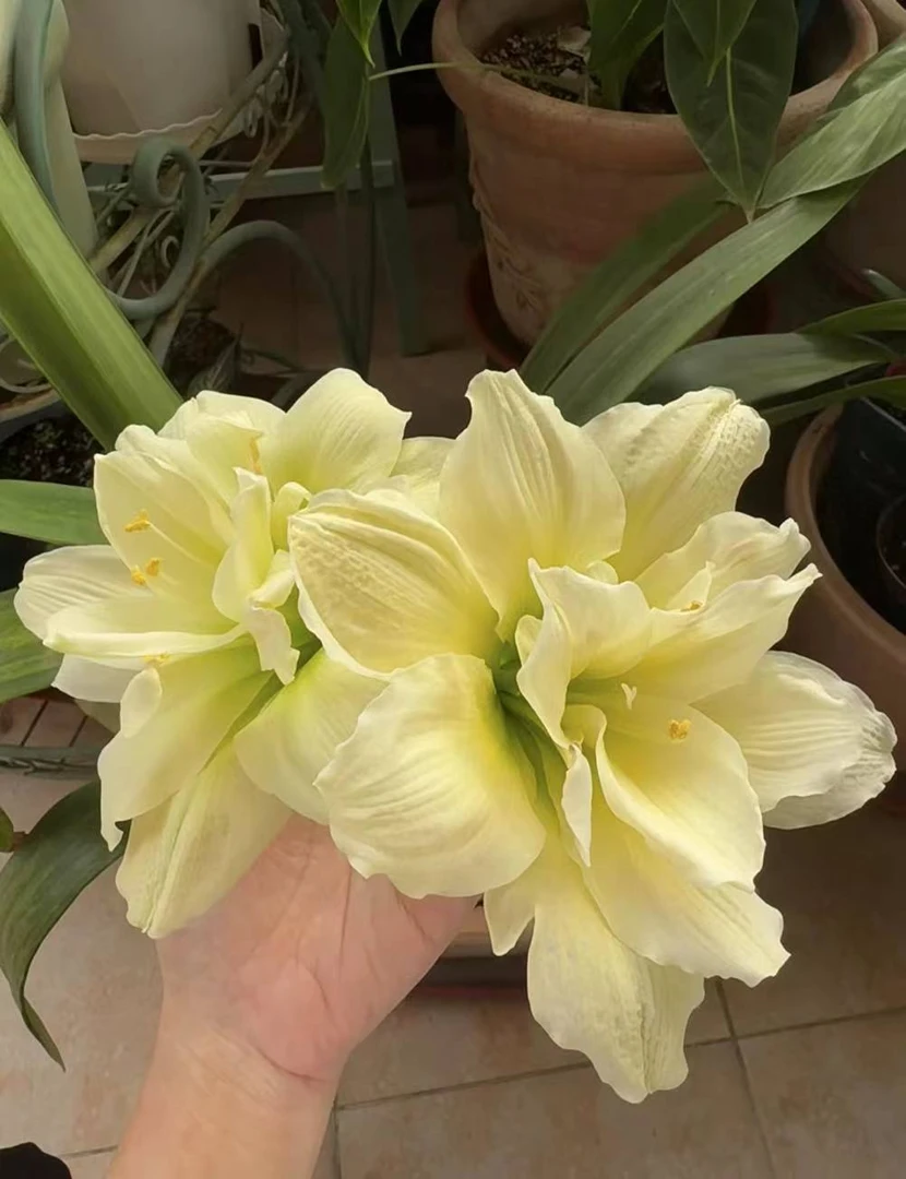 【黄玉】包对版朱顶红重瓣