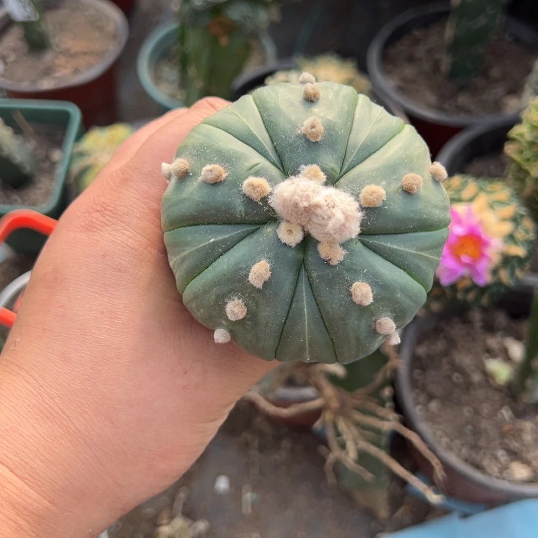 8.1苗接五楞复楞兜仙人球549