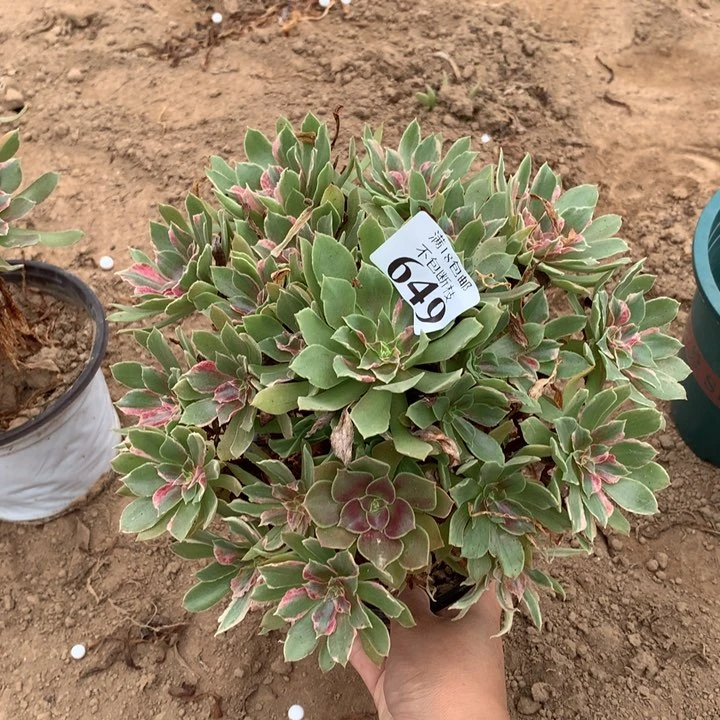 649光顾七彩手捧2号