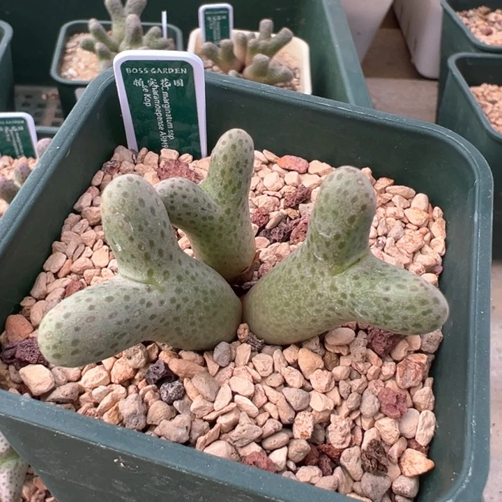 w187。 斑马。 955d专拍