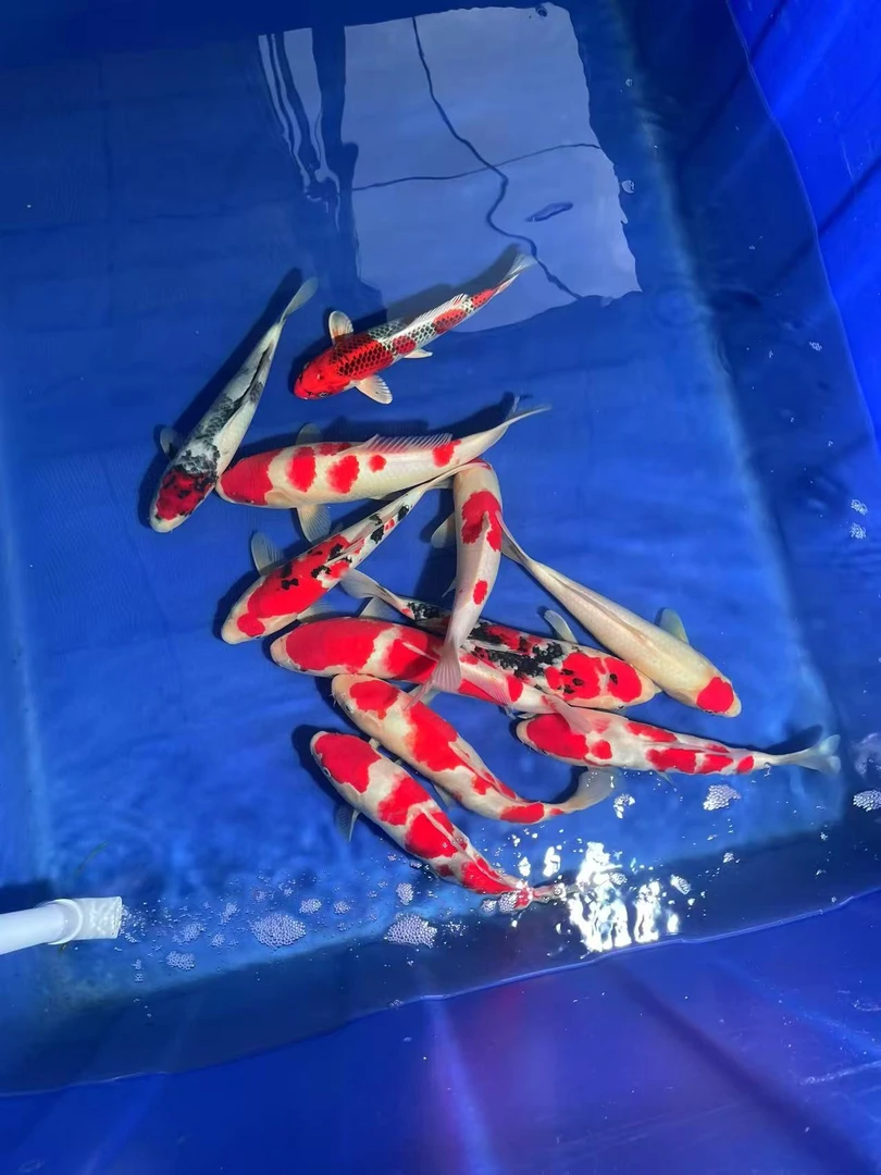 锦鲤活鱼观赏鱼冷水淡水好养耐活小型纯种红鲤鱼45-50cm