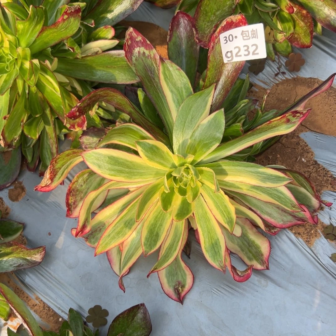 232 多肉法师，魅影