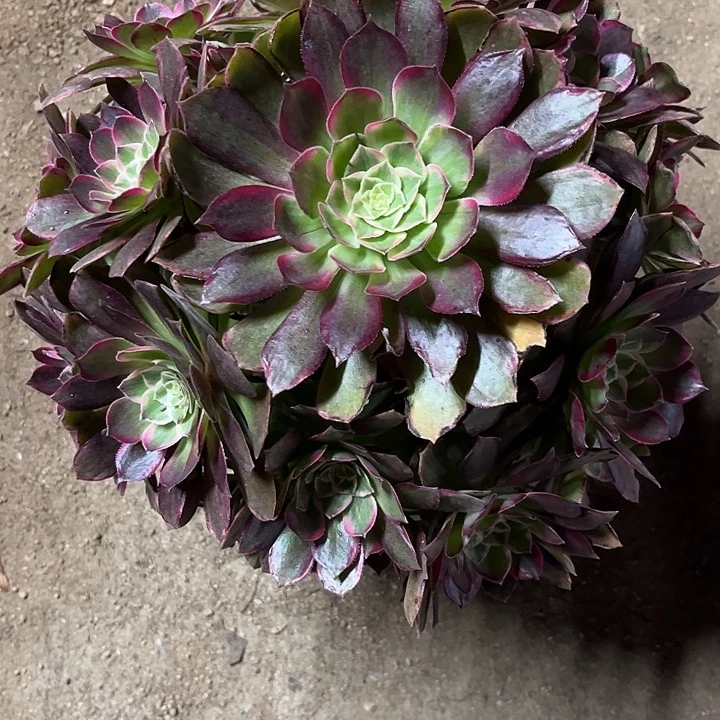 多肉植物莲花锦…………