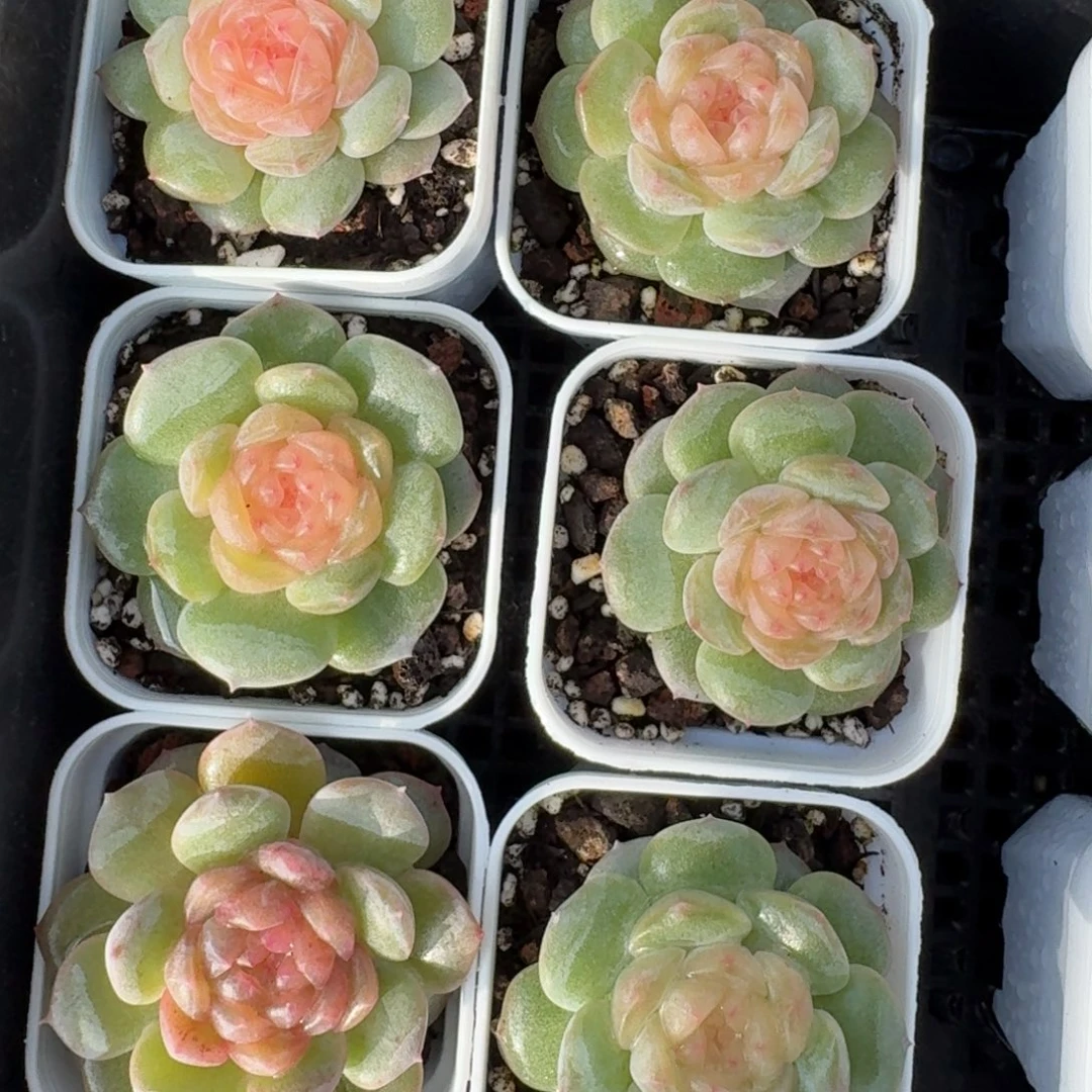 1115-4-纯牛奶单头量拍